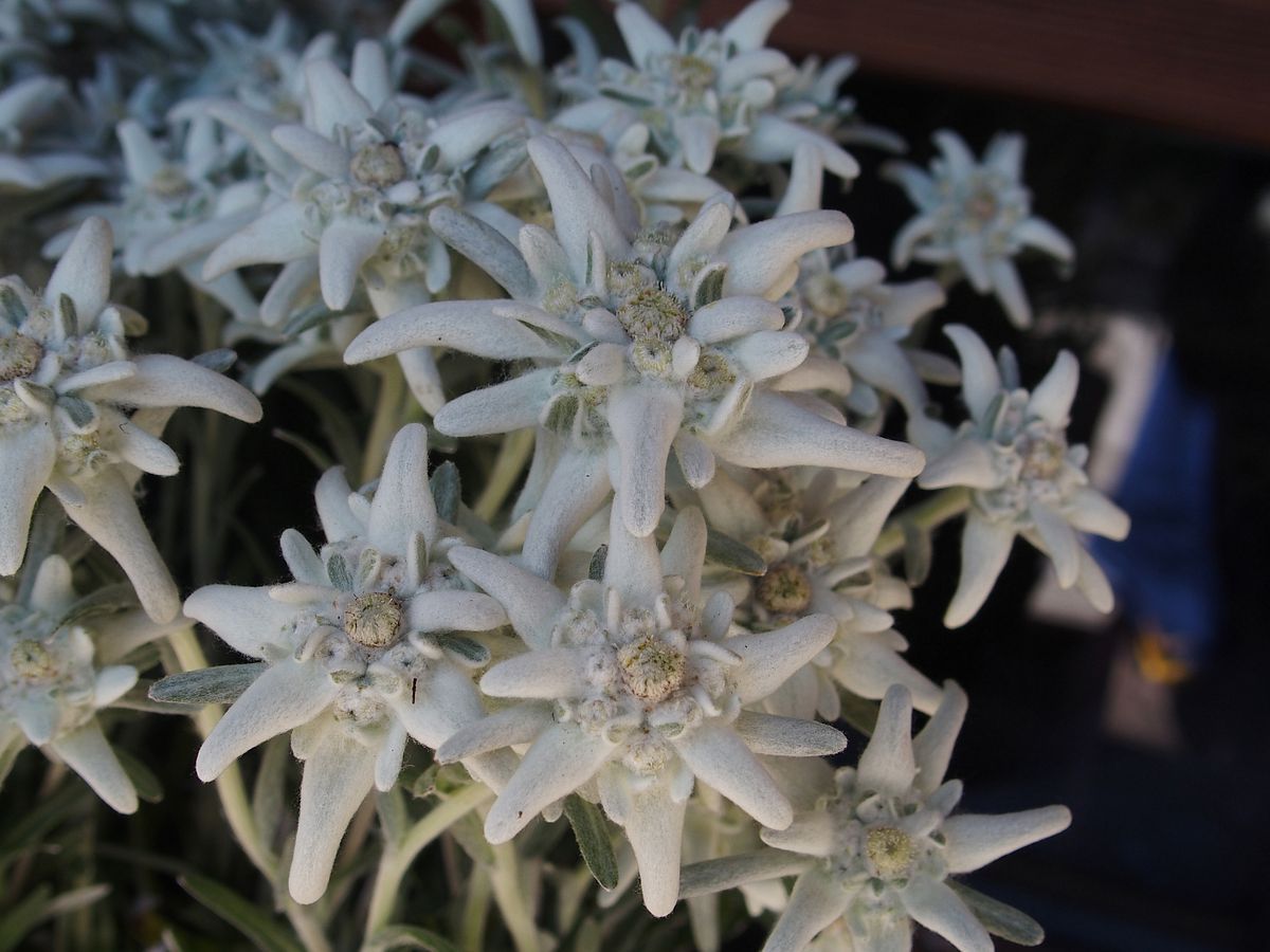 havasi gyopar edelweiss